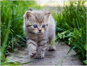 娱乐吃瓜酱营业的猫,揭秘吃瓜酱营业的猫界风云 第1张 娱乐吃瓜酱营业的猫,揭秘吃瓜酱营业的猫界风云 第1张