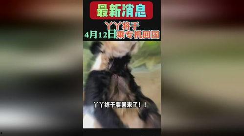 yy熊猫最新爆料消息,揭秘娱乐圈最新动态  第1张